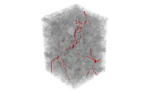 Visualization of the dominant flow path (Percolation Path) in Berea Sandstone